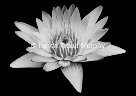 LTM-5504--4x6-bw