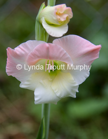 LTM_9978-1